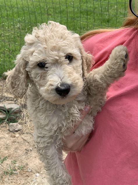 Standard poodle puppy - While some poodle owners prefer teddy bear cut to standard poodle puppy cut because it makes their dogs look cuter, you should note that the style requires a lot of grooming since the hair is left a little longer (than in a puppy cut). Poodle Hair Basics.